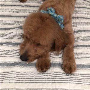 Meet your Posher, Heather